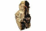 Petrified Wood (Sycamore) Stand-Up - Parker, Colorado #228114-1